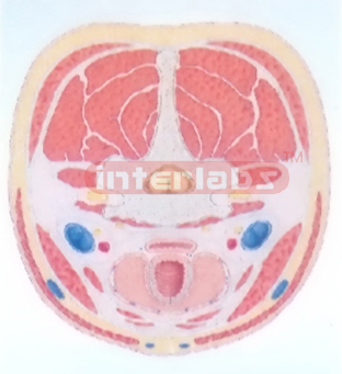 HUMAN CROSS-SECTION MODEL OF THE NECK